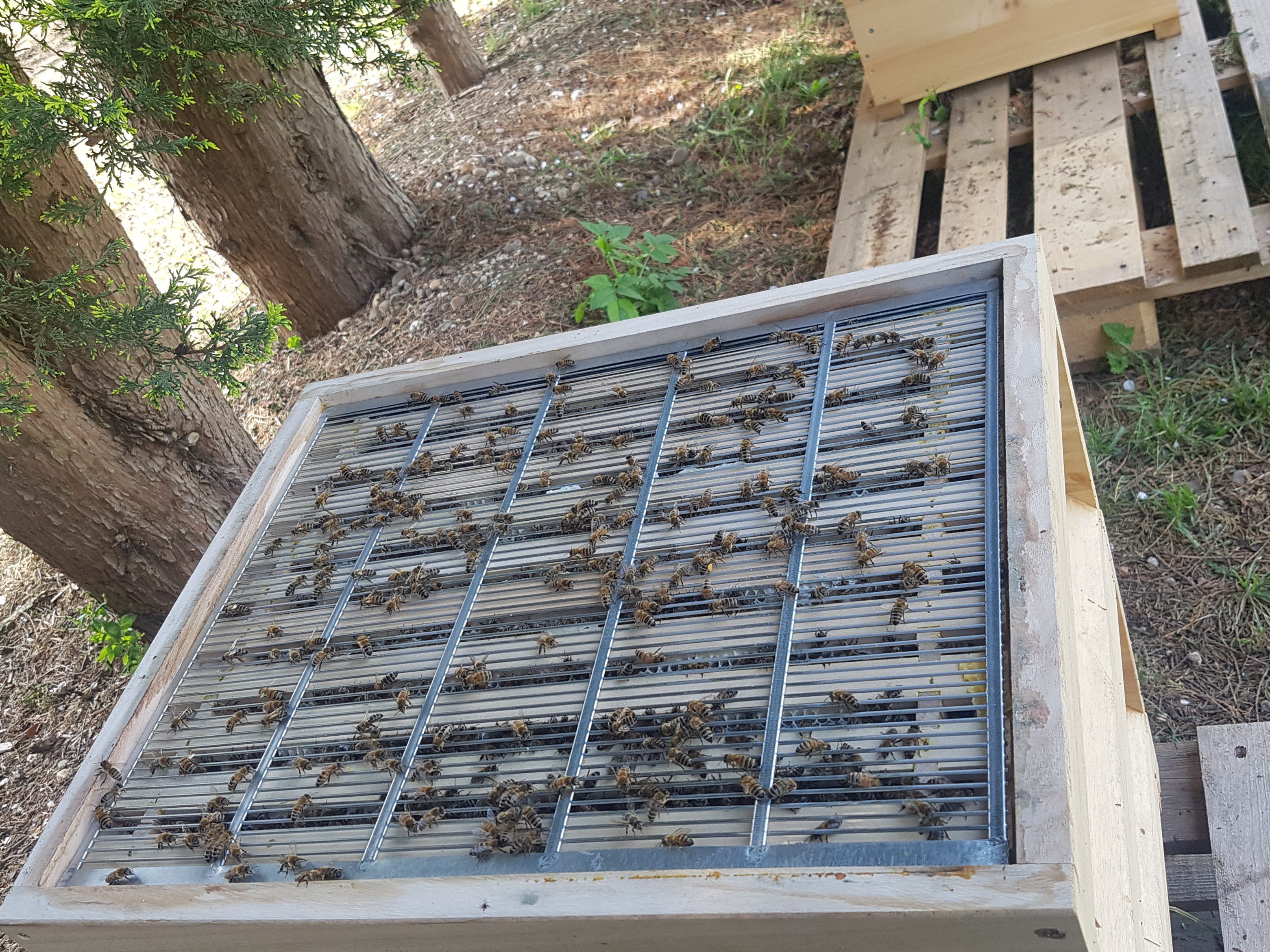 Bienen im April: Absperrgitter zwischen Brutraum und Honigraum