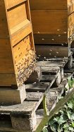 Bienen fliegen am Eingang eines Bienenstocks