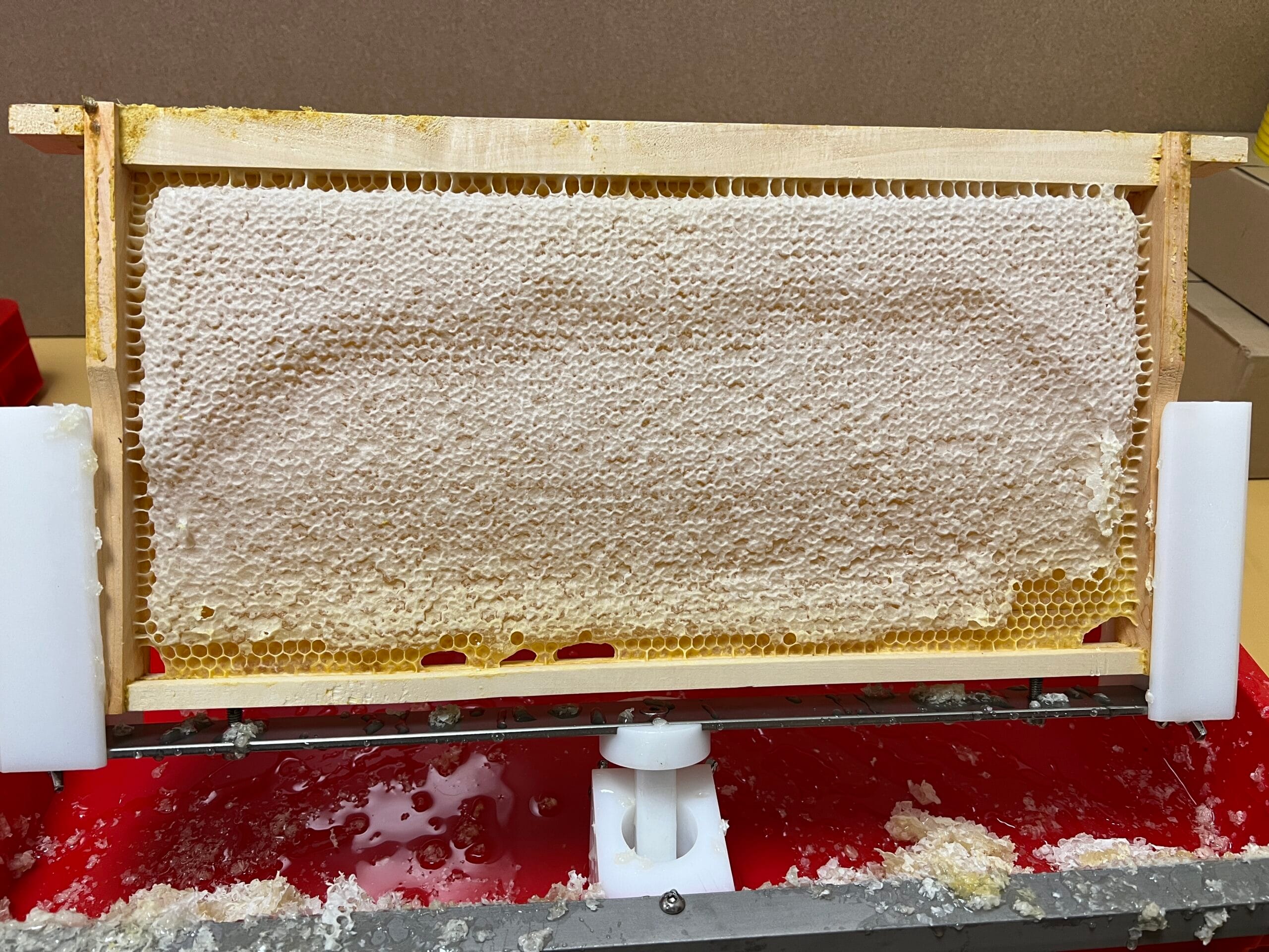 Bienen im Juni: verdeckelte Honigwabe mit reifem Frühtrachthonig