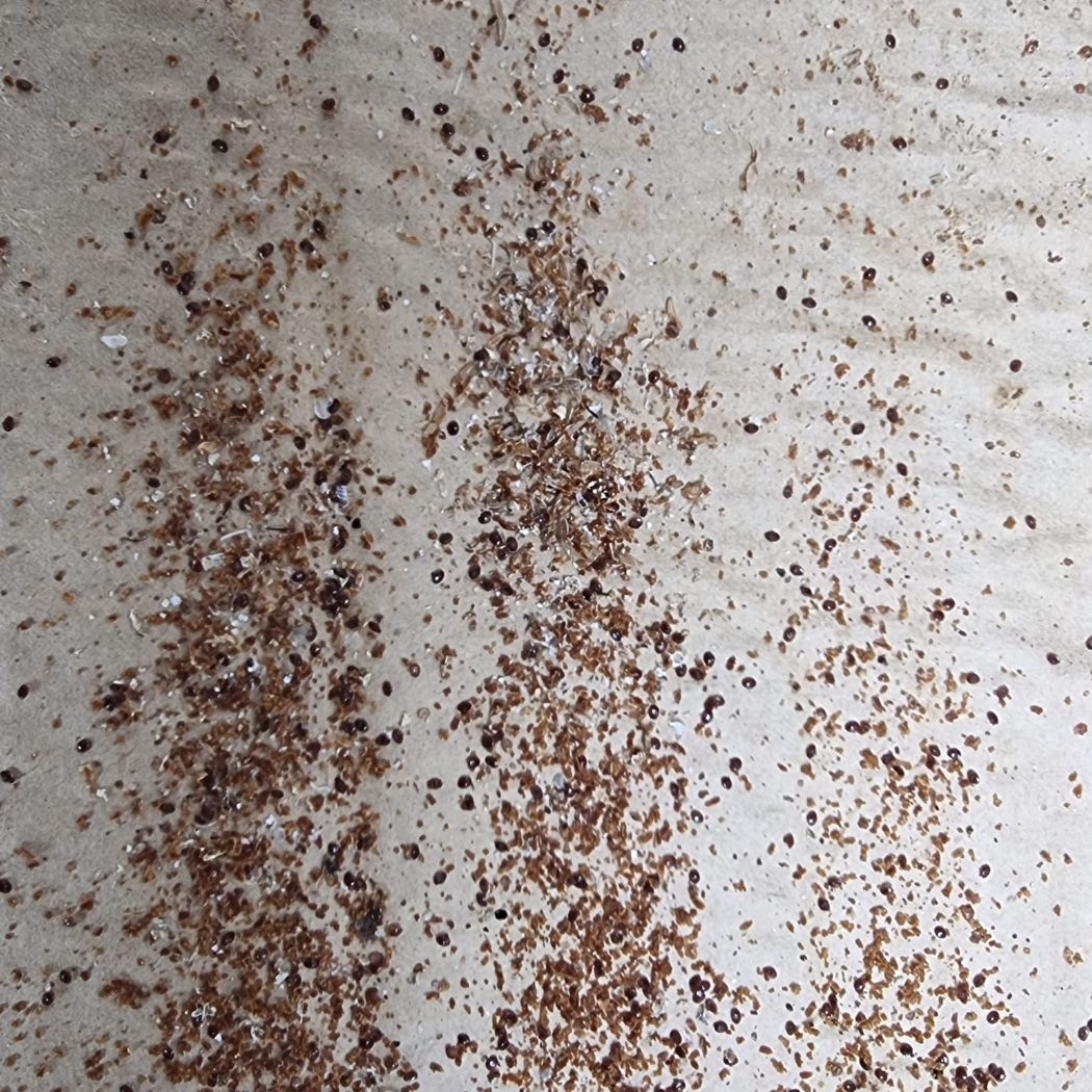 Bienen im Dezember: gestorbene Varoamilben auf einer Varoalade eines Volkes